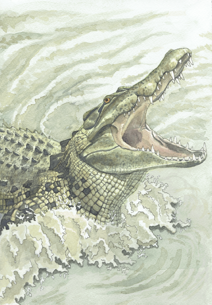 nile crocodile